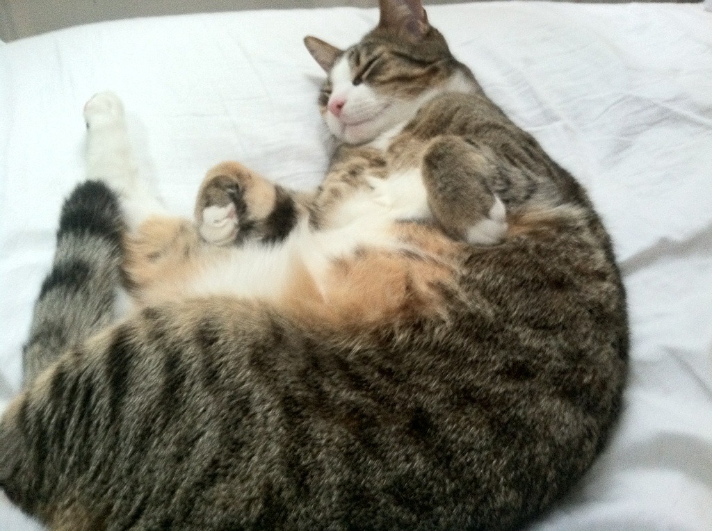 _新能源动力飞行器体验：飞跃天际的新尝试_，会飞的新能源汽车