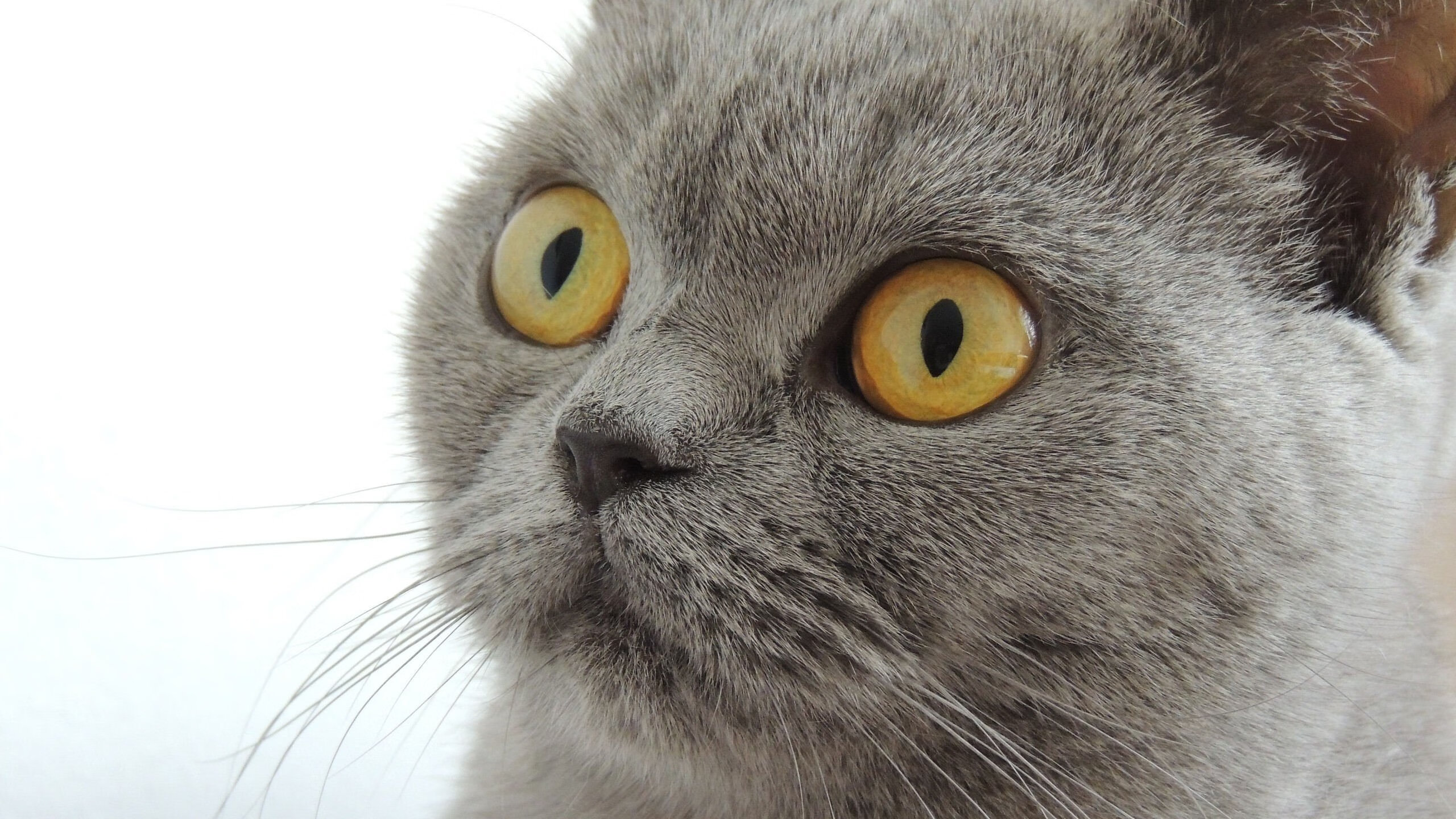 九游登录入口-“意甲硬实力对决，冠军争夺依旧激烈”，意甲榜首