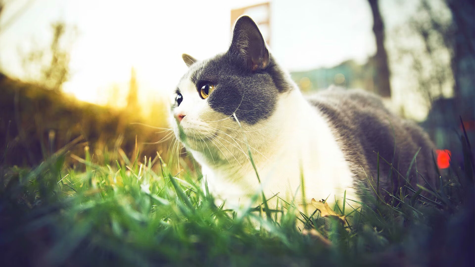 “青训+智造”模式助推中国足球行业迈向全球竞争新高度,中国的足球青训体系