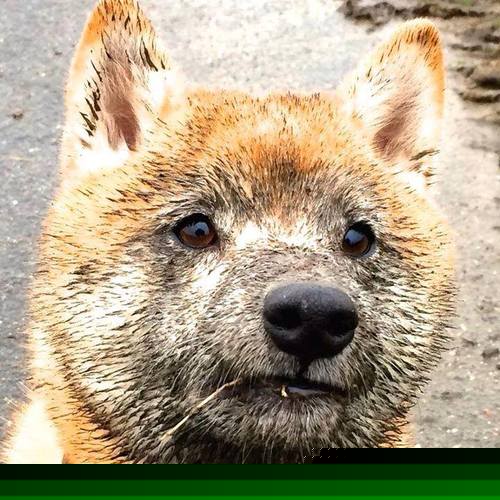 世界各地的F1激情盛会，世界各地的f1激情盛会图片