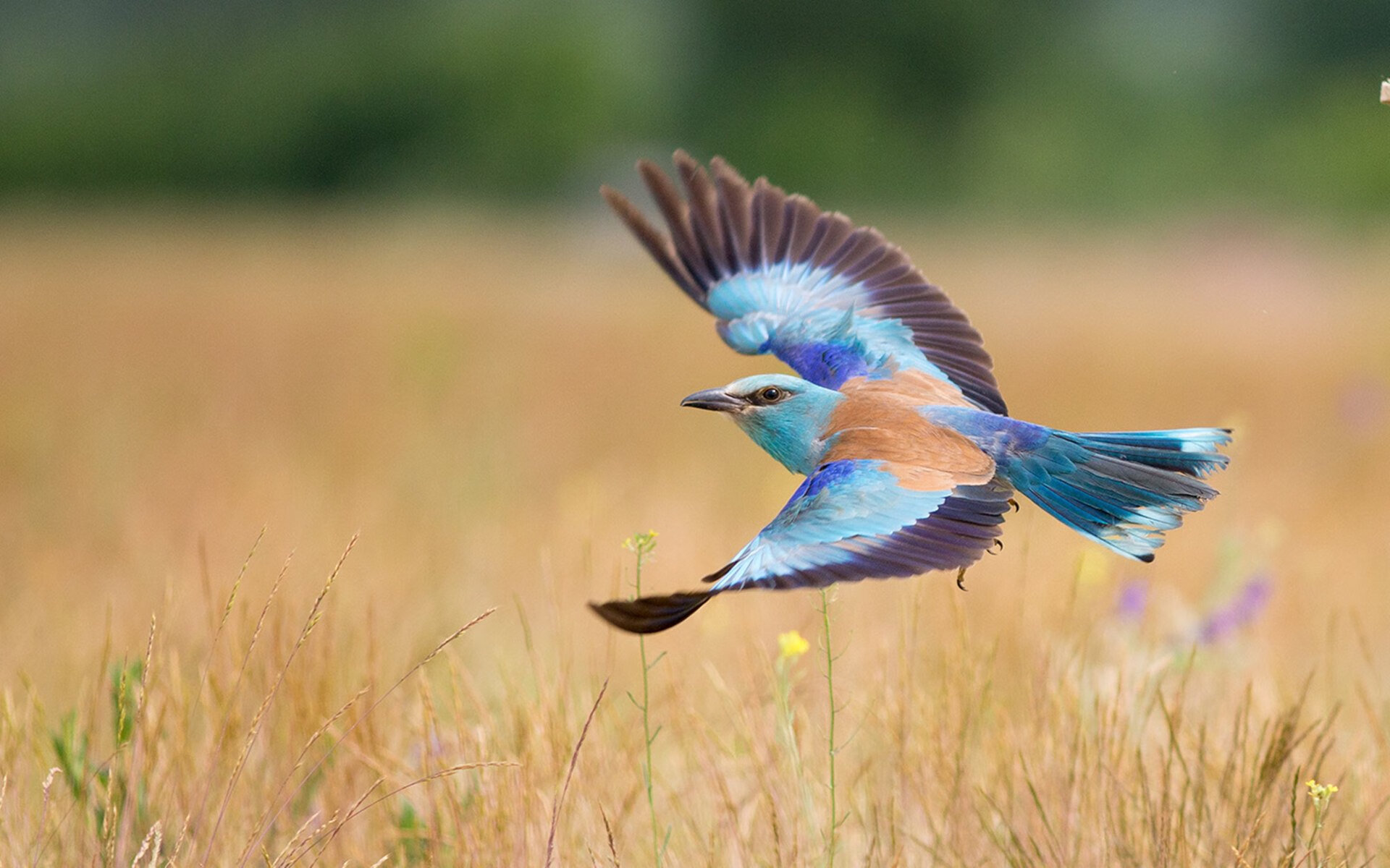 英超冲刺阶段，精彩进球和关键扑救引爆全场，英超进球视频