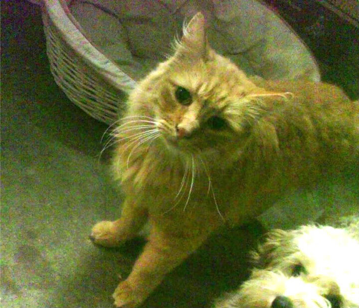 九游下载中心-西甲焦点战：皇马客场挑战巴萨，战况激烈，悬念终未揭晓，1314赛季西甲第29轮皇马对巴萨