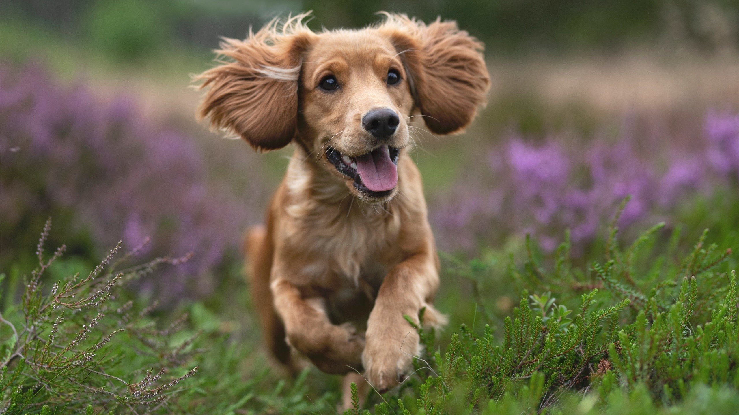 人主场取得惊险胜利,西蒙斯表现抢眼,西蒙斯视频集锦