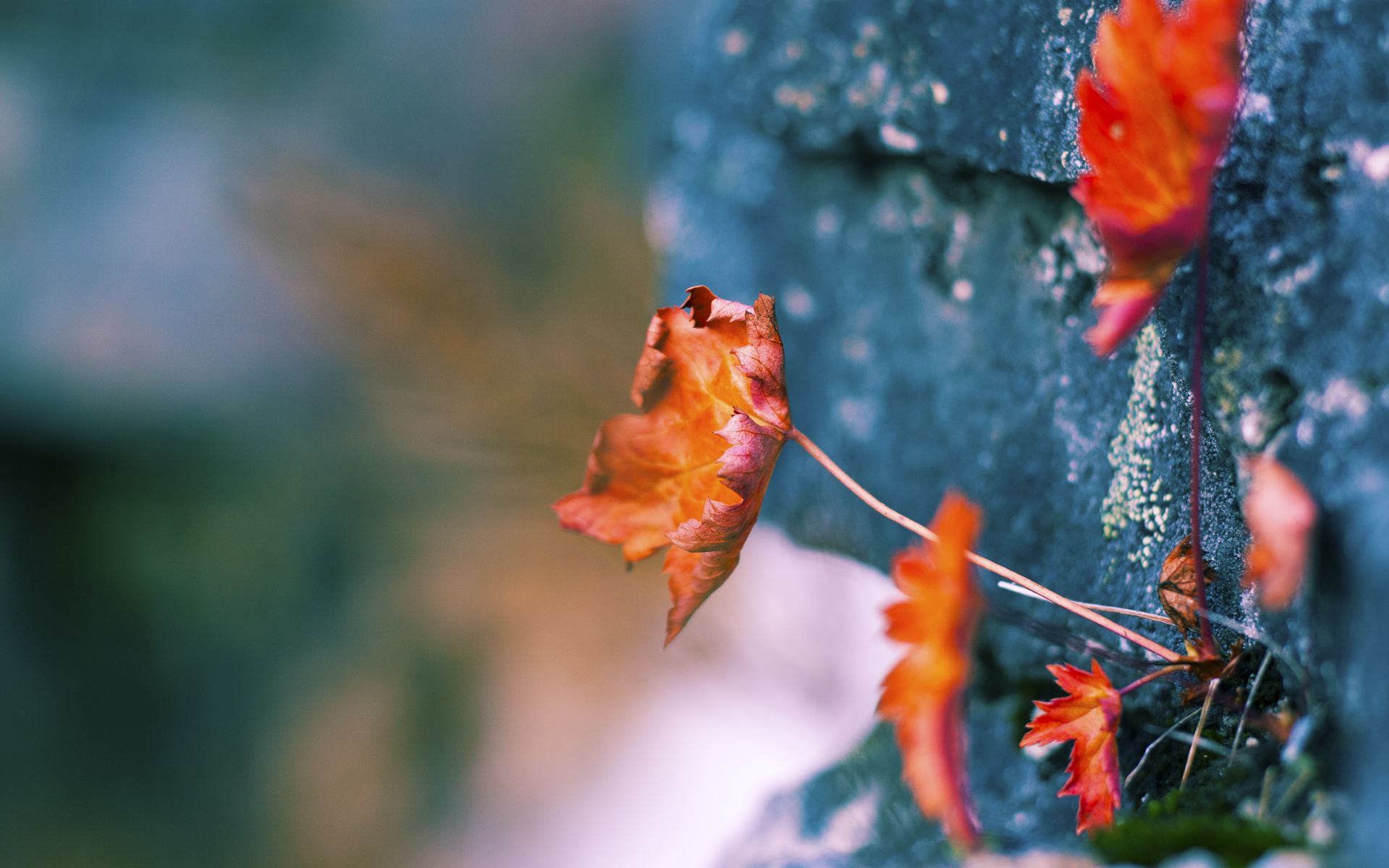 汉堡SV阵容大调整，球队备战下一场比赛，汉堡近期战绩
