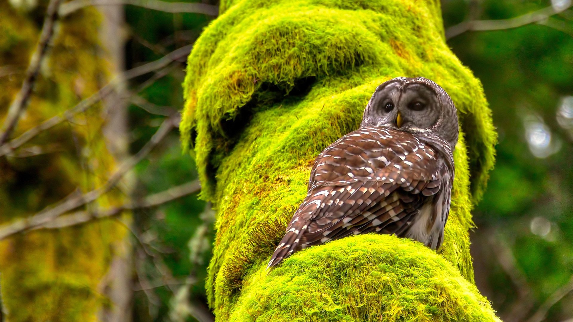 世俱杯:最有人气的球队粉丝团分析,世俱杯参赛队伍2021