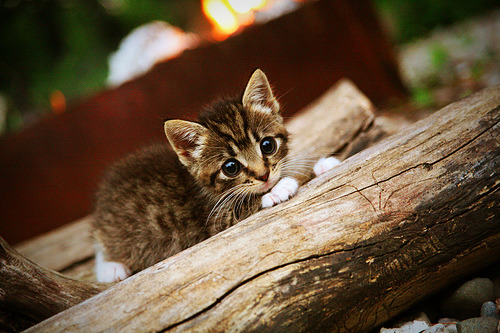 明星名人支持：世俱杯引发全球关注，世俱杯参加资格