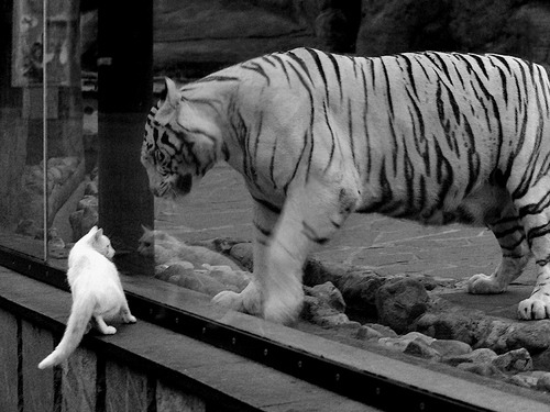 “东部新区定向越野赛：徒步与智慧并肩作战”