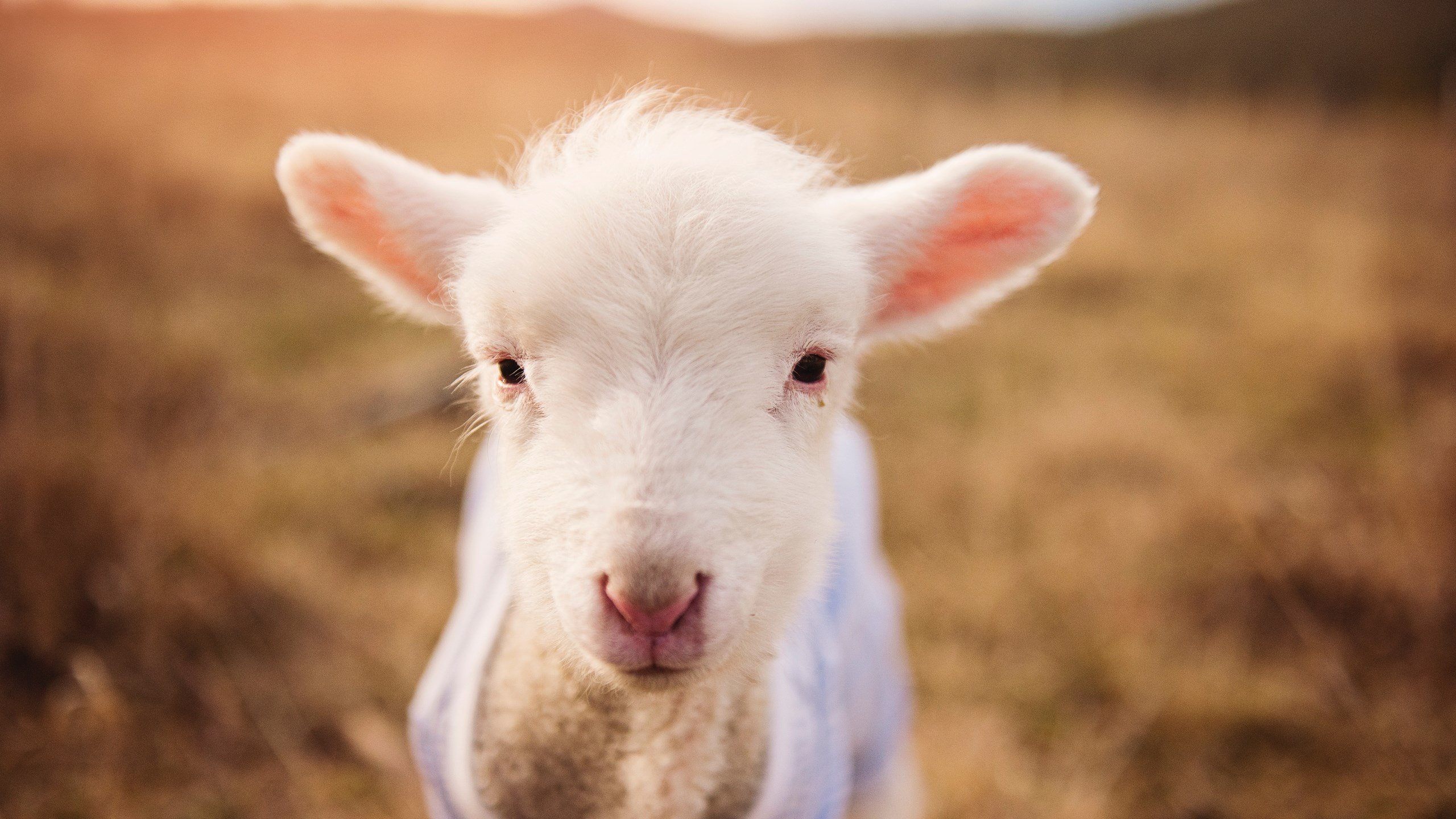 九游下载安装-五大联赛是否出现更多以边后卫为突破核心的体系，五大联赛边锋