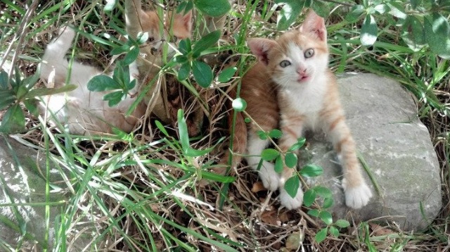 体育新闻中心主办体育文化数字创新交流论坛,体育数字化平台