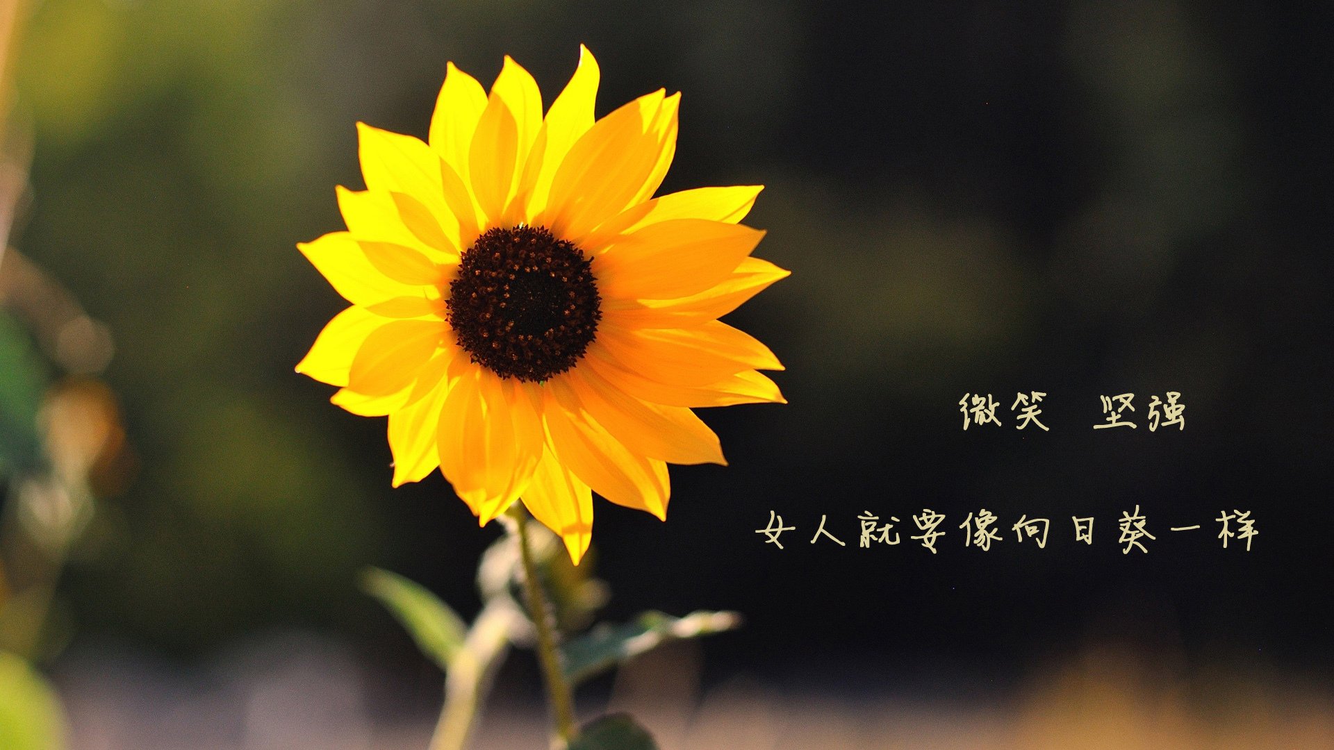 澳女队团队配合流畅受赞誉，澳女超ds