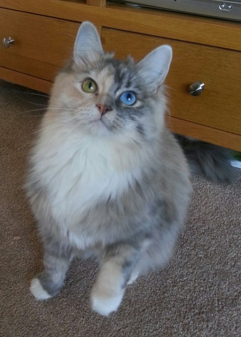 九游娱乐官网 (JIUYOU)-美国队赛制深度分析：团体赛制下如何运用换人策略，美国队落选赛