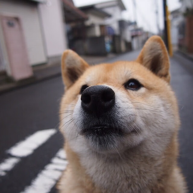 “帕布罗·马特拉:阿根廷美洲狮队的力量与智慧的结合体”