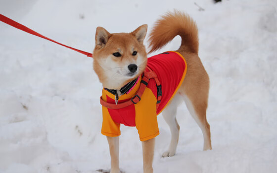 巴雷特:作为全黑队的战略支柱,他的脚法和组织能力让对方防不胜防