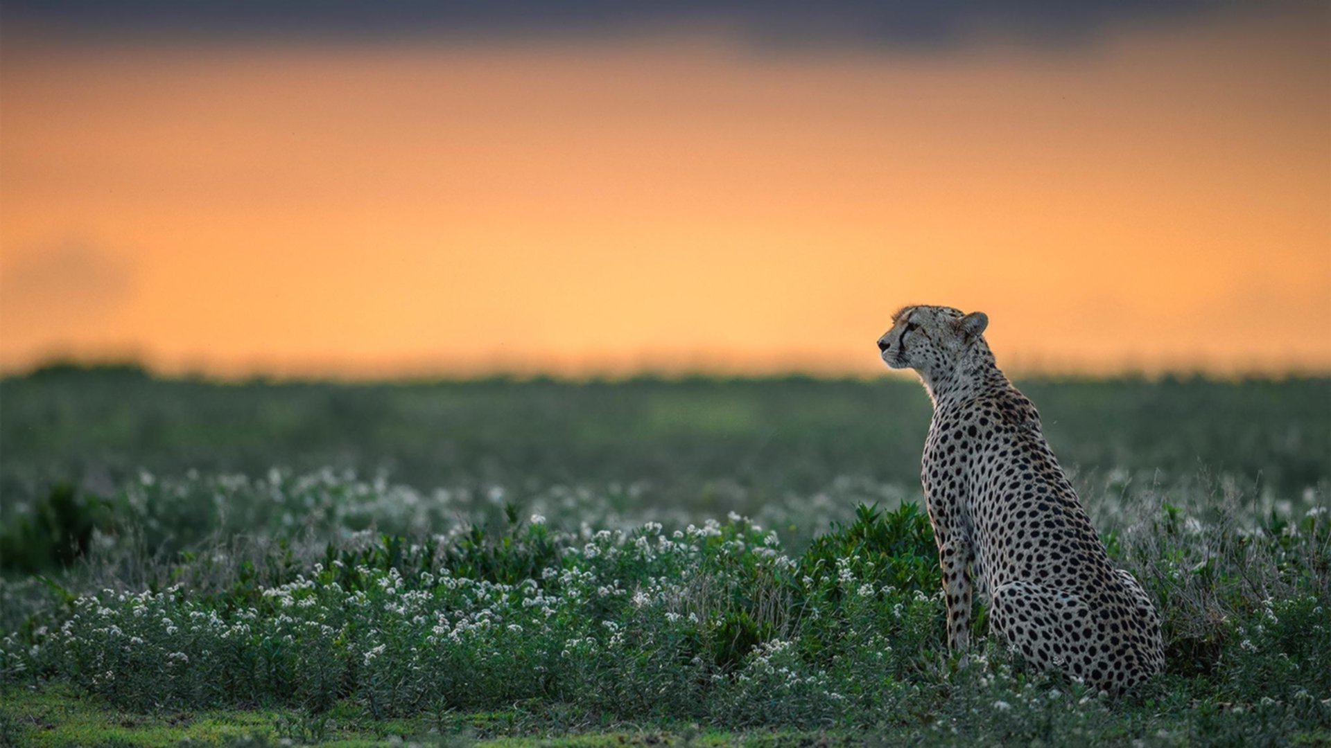 美洲杯悬念迭起:逆境中拼出精彩人生,美洲杯精彩集锦